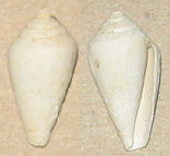 cono da identificare 2